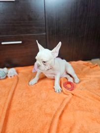 Bulldog Francés perros en venta en Beniel, Murcia - Propaganda 3