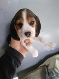 Beagle perros en venta en Coslada, Madrid - Propaganda 5