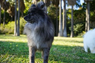 Pomerania perros en venta en Torremolinos, Málaga - Propaganda 9