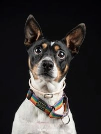 Raza Mixta perros en adopcion en Alcalá de Henares, Madrid - Propaganda 25