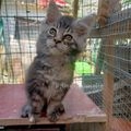 Maine Coon gatos en venta: lidia - en Langreo, Asturias - Imagen 1