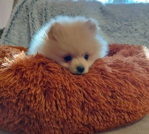Pomerania perros en venta en Madrid, Madrid - Propaganda 9