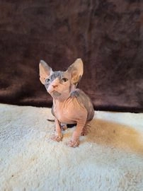Sphynx gatos en venta en Navalcarnero, Madrid - Propaganda 7