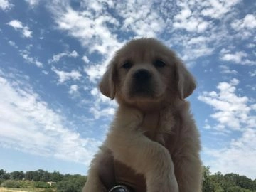 Golden Retriever perros en venta en Badalona, Barcelona - Propaganda 2
