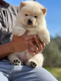 Chow Chow perros en venta en Madrid, Madrid - Propaganda 13