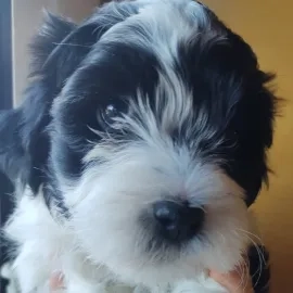 Bichón Habanero perros en venta en Cardeñajimeno, Burgos - Propaganda 4
