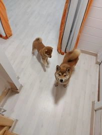 Shiba Inu perros en venta en Madrid, Madrid - Propaganda 4