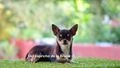 Chihuahua perros en venta: Chihuahua Negro mini - en Alhaurín de la Torre, Málaga - Imagen 2