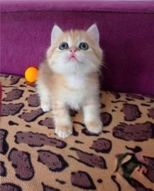 Británico de Pelo Largo gatos en venta en Madrid, Madrid - Propaganda 3