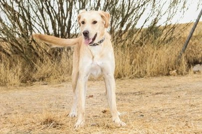 Raza Mixta perros en adopcion en Getafe, Madrid - Propaganda 12