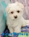 Bichón Maltés perros en venta: Bichón Maltes Hembra 3201 - AQUANATURA - en Barcelona, Barcelona - Imagen 1