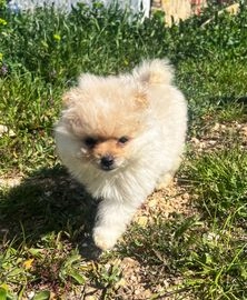 Pomerania perros en venta en Nonaspe, Zaragoza - Propaganda 2