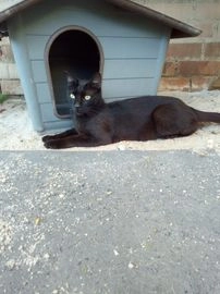 Mestizo gatos en adopcion en Alcalá de Henares, Madrid - Propaganda 7