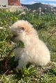 Pomerania perros en venta: Pomerania toy - en Nonaspe, Zaragoza - Imagen 5