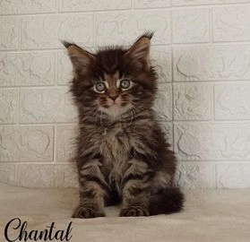 Maine Coon gatos en venta en A Coruña, A Coruña - Propaganda 2