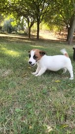 Jack Russell Terrier perros en venta en Barcelona, Barcelona - Propaganda 6