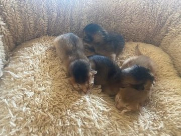 Abisinio gatos en venta en Barcelona, Barcelona - Propaganda 4