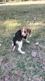 Beagle perros en venta en Fuenlabrada, Madrid - Propaganda 8