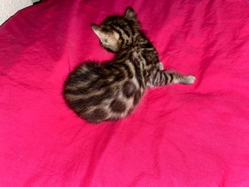 Bengalí gatos en venta en Daya Nueva, Alacant - Propaganda 8