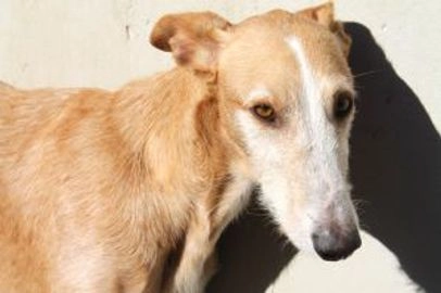 Mestizo perros en adopcion en Xàtiva, València - Propaganda 8