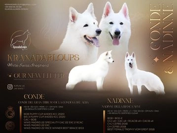 Pastor Blanco Suizo perros en venta en Marchamalo, Guadalajara - Propaganda 3