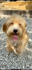 Bichón Habanero perros en venta en Vega de San Mateo, Las Palmas - Propaganda 2