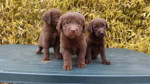 Labrador Retriever perros en venta en Collado Villalba, Madrid - Propaganda 16