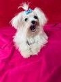 Bichón Maltés perros en venta: Chulín  - en Corporales, La Rioja - Imagen 7