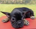 Bulldog Francés perros en venta:  Bulldog Frances Hembra 7851 - AQUANATURA - en Barcelona, Barcelona - Imagen 8