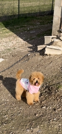 Caniche Enano perros en venta en Corporales, La Rioja - Propaganda 5