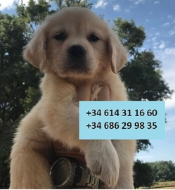 Golden Retriever perros en venta en Badalona, Barcelona - Propaganda 1