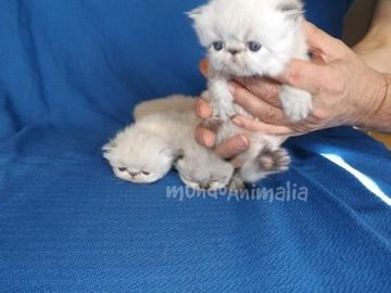 Himalayo gatos en venta en Madrid, Madrid - Propaganda 7