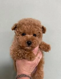 Caniche Toy perros en venta en Corporales, La Rioja - Propaganda 3