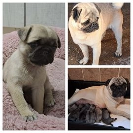 Carlino - Pug perros en venta en Ontígola, Toledo - Propaganda 8