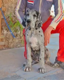 Dogo Alemán perros en venta en Beniel, Murcia - Propaganda 12