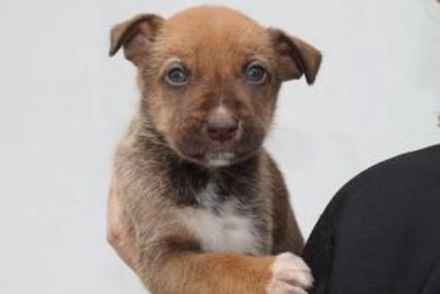 Mestizo perros en adopcion en Xàtiva, València - Propaganda 6
