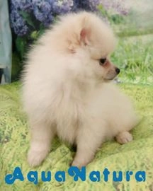 Pomerania perros en venta en Barcelona, Barcelona - Propaganda 11