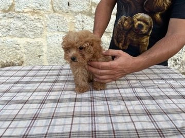 Caniche Enano perros en venta en Rubena, Burgos - Propaganda 14