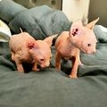 Sphynx gatos en venta: Sphynx blancos preciosos - en Vic, Barcelona - Imagen 7