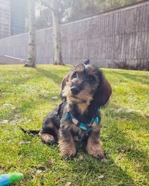 Teckel perros en venta en Madrid, Madrid - Propaganda 1