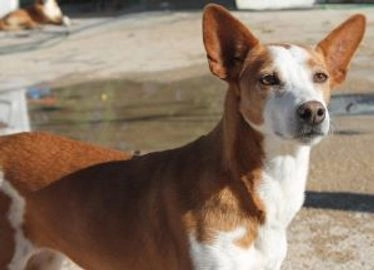 Mestizo perros en adopcion en Xàtiva, València - Propaganda 20
