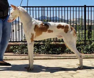Podenco Ibicenco perros para monta en Crevillent, Alacant - Propaganda 3