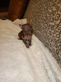 Ratón de Praga perros en venta en Cártama, Málaga - Propaganda 7