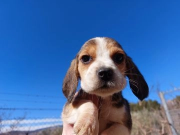 Beagle perros en venta en Dúrcal, Granada - Propaganda 2