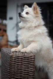 Pomerania perros en venta en Zuia, Araba - Propaganda 6
