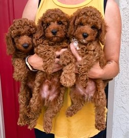 Caniche Toy perros en venta en Madrid, Madrid - Propaganda 18