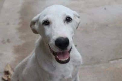 American Pit Bull Terrier perros en adopcion en Xàtiva, València - Propaganda 1