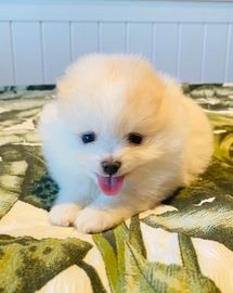 Pomerania perros en venta en Villanueva de la Serena, Badajoz - Propaganda 1
