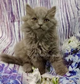Británico de Pelo Largo gatos en venta en Barcelona, Barcelona - Propaganda 1