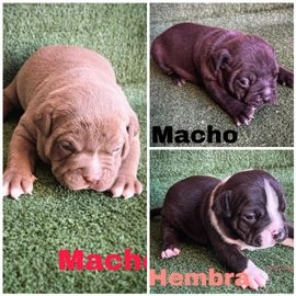 American Bully perros en adopcion en Camarena, Toledo - Propaganda 14